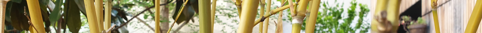 Nos valeurs - Formation 200h de professeur.e de yoga